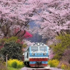 Kế Hoạch Bổ Sung Chuyến Tàu Phục Vụ Tết Nguyên Đán Bính Ngọ 2026